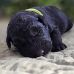 Birsh - Black female Bouvier des Flandres puppy in Drury, Missouri from Black Bears Critters