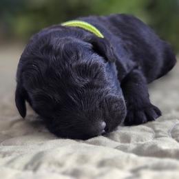 Birsh - Black female Bouvier des Flandres puppy in Drury, Missouri from Black Bears Critters