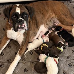 Boxer puppies from Krieger Family Boxers