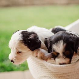 Bernedoodle Puppies from Cookie's Cuties