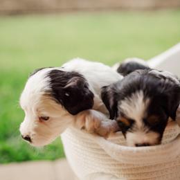 Bernedoodle Puppies from Cookie's Cuties