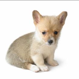 Roxie - Fawn and white female American Corgi puppy in Missouri from Country Legends Aussies & Corgis