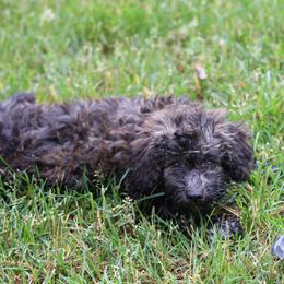 Onna - Merle female Whoodle puppy in West Bend, Iowa from Blue Skies Terriers