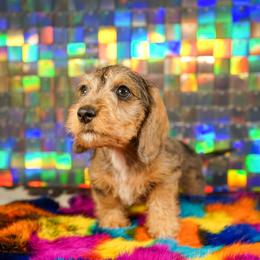 American Corgi, Dachshund, and Pembroke Welsh Corgi Puppies from Shining A Lowriders & Co.