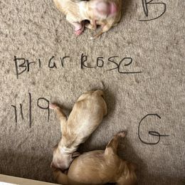 Cockapoo puppies from Camic Cockapoos
