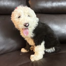 Old English Sheepdog Puppies from Wiggle Butts x Three