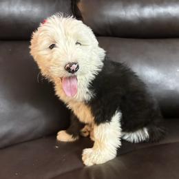 Old English Sheepdog Puppies from Wiggle Butts x Three