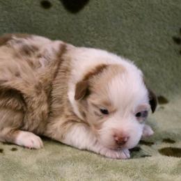 Alta - Red merle female Australian Shepherd puppy in Weatherford, Texas from Ridgestar Aussies