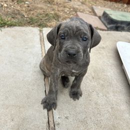 Sunflower - Gray brindle female Cane Corso puppy in Elk Grove, California from DiamondBabyCorso
