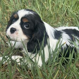 Cavalier King Charles Spaniel Puppies from Queen City Cavaliers