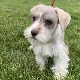 Miniature Schnauzer Puppies from Star Schnauzers