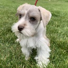 Miniature Schnauzer Puppies from Star Schnauzers