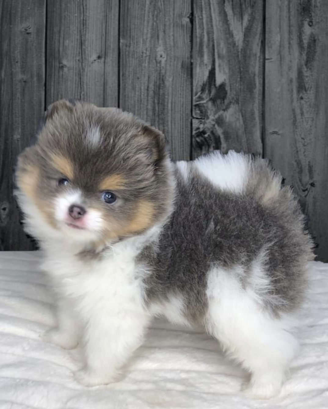 Buck Valley Pomeranians in Pennsylvania | Pomeranian puppies | Good Dog