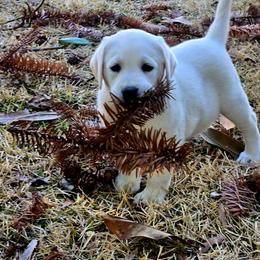 Aspen - Yellow female Labrador Retriever puppy in Gaffney, South Carolina from Circle D Farms