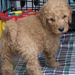 Goldendoodle Puppies from Bear Ridge Doodles