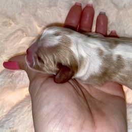Cavalier King Charles Spaniel Puppies from Cassie’s Cavaliers