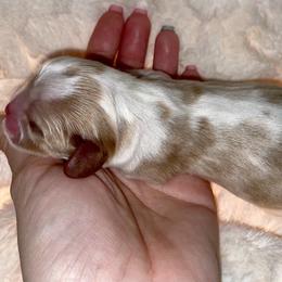 Cavalier King Charles Spaniel Puppies from Cassie’s Cavaliers