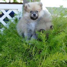 Pomeranian Puppies from TAMARA PLANIDA