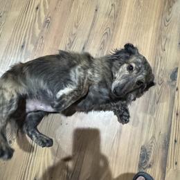 Rowdy Lane - Brindle male Dachshund puppy in Dike, Texas from Texas Blessed Dachshunds