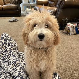 Zulu - Goldendoodle