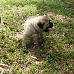 Kangal Puppies from DASA Ridge Kangals