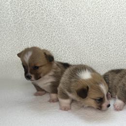 Pembroke Welsh Corgi Puppies from Osborne Corgis