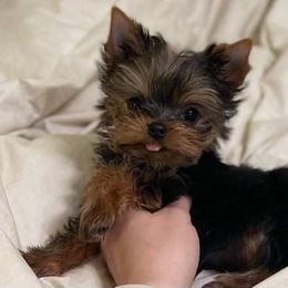 Yorkshire Terrier Puppies from Little Angel Yorkies
