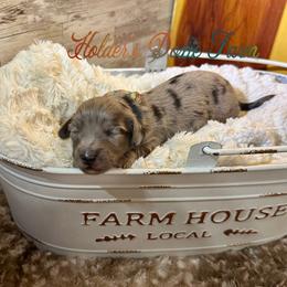 Bodie - Dapple male Dachshund puppy in Atwood, Oklahoma from Holder’s Doxie Farm