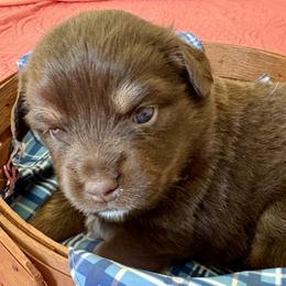 Dasher - Red tri male Miniature Australian Shepherd puppy in Nashville, Tennessee from Little B’s Aussies