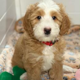 Nova  - Red - Red female Bernedoodle puppy in Yuciapa, California from AlltheDoodlez_
