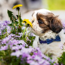 Shih Tzu Puppies from Meihem Pups