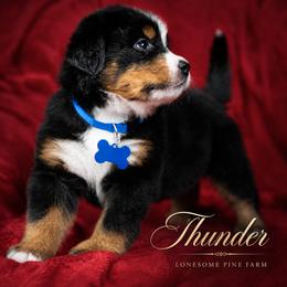 Thunder - Tri-color male Bernese Mountain Dog puppy in Soldiers Grove, Wisconsin from Lonesome Pine Farm