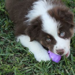 Australian Shepherd Puppies from Faith Valley Australian Shepherds