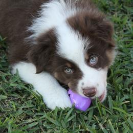 Australian Shepherd Puppies from Faith Valley Australian Shepherds