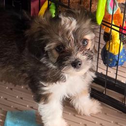 Poppi - female Yorkipoo puppy in West Enfield, Maine from GRIFFEY'S SPA AND KENNEL