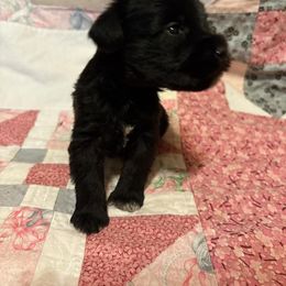 Miniature Schnauzer Puppies from BERNADETTE TOWNS