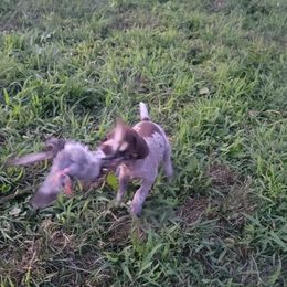 German Shorthaired Pointer Puppies from Silver Creek Short Hairs