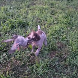 German Shorthaired Pointer Puppies from Silver Creek Short Hairs