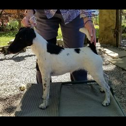 Moonpie - Smooth Fox Terrier