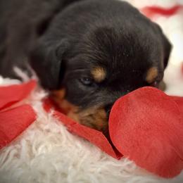 Lexxa - Black and mahogany female Rottweiler puppy in Denver, Colorado from Denver Rottweilers