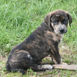 Amigo - Blue merle male Catahoula Leopard Dog puppy in Potsdam, New York from Spot On Catahoula Leopard Dogs