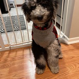 Bernedoodle and Goldendoodle Puppies from A.N.A. Doodles