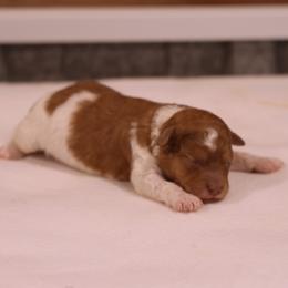 Girl 2 - Red female Whoodle puppy in West Bend, Iowa from Blue Skies Terriers