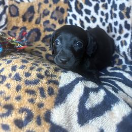 Kimmy - Black female Dachshund puppy in Richwood, West Virginia from Wild and Wonderful Wieners