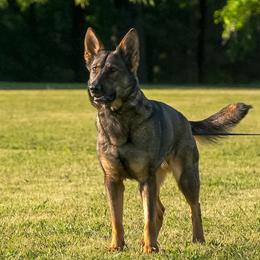 Penny - German Shepherd