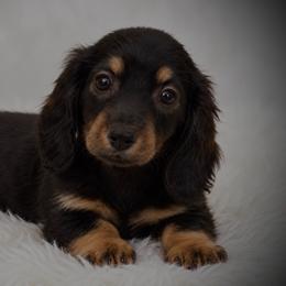 Bella - Black and tan female Dachshund puppy in Fredricktown, Missouri from Ivy Cream Dachshunds