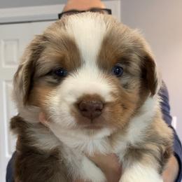 Miniature American Shepherd and Miniature Australian Shepherd Puppies from Husker Mini Aussies