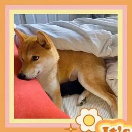 Shiba Inu puppies from Nippo Shiba