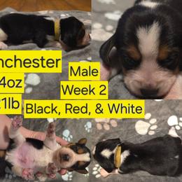 Winchester Yellow Male - Black red and white male Beagle puppy in Bemidji, Minnesota from Nse Farms Beagles