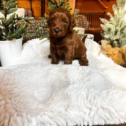Goldendoodle Puppies from Lundee Doodles